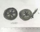 Click for 1 image(s) for this accession. FRUIT